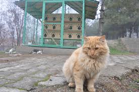 Karabuk Belediyesinden 5000 Evler Mahallesine Kedi Evi Karabuk Belediyesi