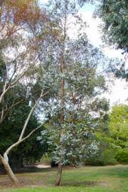 Image result for Eucalyptus cloeziana