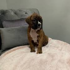 These 4 littermates reunite for a play date. View Ad Boxer Litter Of Puppies For Sale Near California Norco Usa Adn 119870