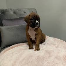 They're the best dogs for kids. View Ad Boxer Litter Of Puppies For Sale Near California Norco Usa Adn 119870