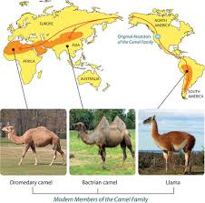 The camelids originated in north america during the eocene era and the ancestral forms migrated via the behring land bridge to the eurasian continent and via the. Biogeography Ck 12 Foundation