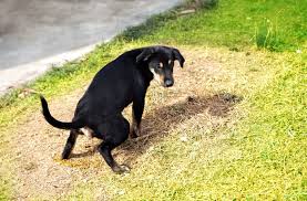 Check spelling or type a new query. 7 Signs Of Rocky Mountain Spotted Fever In Dogs Petmd