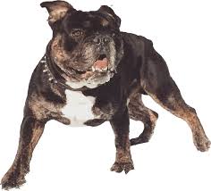 Check spelling or type a new query. Home Shoreline Bulldogges