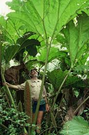 Image result for Gunnera