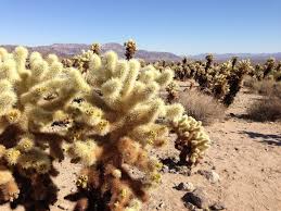 Agarro el macetero le hecho tierra de hojas y coloco al cactus, y cuano no tengo tierra de hojas o me queda poco mejor dicho la combino con tierra de mi patio, que es una tierra agredada, que al combinarla. Como Elegir La Tierra Para Cactus Ciber Cactus