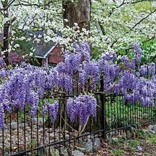 Blue Moon Reblooming Wisteria Gurney S Seed Nursery Co Wisteria Plant Planting Bulbs Flowering Trees