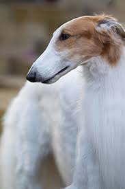 Borzoi puppies can be a great addition to the right household. Borzoi Breeds A To Z The Kennel Club