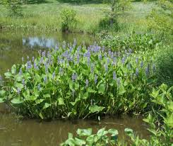 Image result for Pontederia