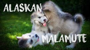 Giant alaskan malamute puppies for sale in bc. Alaskan Malamute Puppies Explore Tumblr Posts And Blogs Tumgir