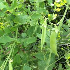The prolific, bushy vines grow to 1.5m (5') tall, and benefit from staking. Garden Peas Home Garden Information Center