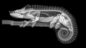 Us Zoo Shares Animal X Rays Zoo Animals Animals Images Creepy Animals