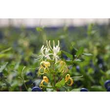 Image result for Lonicera confusa