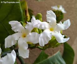 Image result for Tabernaemontana crassa