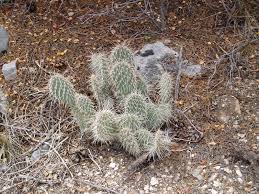 Cholla cacti serve as a source of food and water for many desert animals. Cactus Wrangling Desertusa Stories News