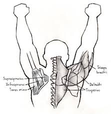 The Best Exercise For Strengthening Your Shoulders Exercise Hard Body Exercise Physiology