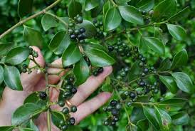 Image result for Psydrax fragrantissima