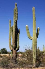 The saguaro is a protected cactus and it is illegal to move how roses were brought to arizona and the famous tombstone rosebush. A History Of Saguaro Cactus Monitoring In Saguaro National Park 1939 2007 U S National Park Service
