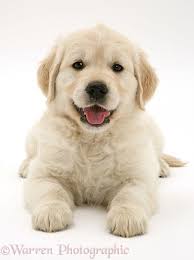 We just wanted to tell you how wonderful our goldens are! 340 Labrador Ideas Labrador Cute Dogs Puppies