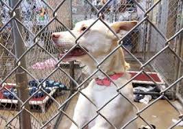 See discounts for ottumwa, ia hotels & motels. Pet Shelter In Desperation Mode News Ottumwacourier Com