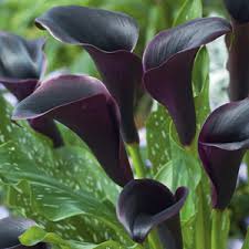 You can repot the tubers in fresh soil after the ripening period. Calla Lily Black Jack Garden Express Australia S Online Nursery