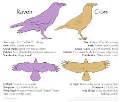 Alithographica Art With These Simple Tools You Too Can Be A Pedant Crows Ravens Crow Animals
