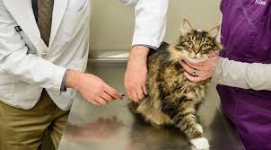 Wie alle lebewesen sind auch katzen einem infektionsrisiko ausgesetzt. Katze Impfen Kosten Grunde Und Moglichkeiten