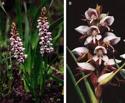 Image result for Disa fragrans