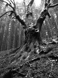 Grim Hollow Haunt Alte Baume Baum Gesichter Baum