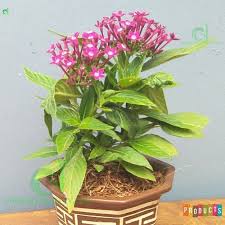 Modifikasi tersebut berasal dari sejumlah enzim yang dirangsang oleh fitohormon tertentu. Terbaik Dari Tanaman Hias Bunga Pentas Bunga Hias