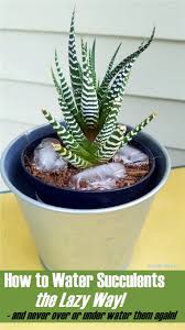 Again, your conditions will dictate how often succulents will need water. Condo Blues How To Water Succulents The Lazy Way