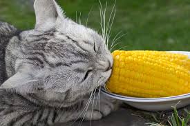 Too much popcorn can make a cat sick. Can Cats Eat Corn Top 10 Cat Eating Corn Facts Smart Cat Lovers