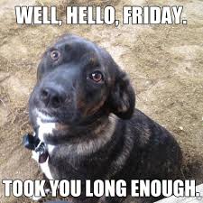 Finally Friday Took You Long Enough Meme Dog Cute Puppy Socialmedia Friday Dog Funny Dog Memes Dog Memes