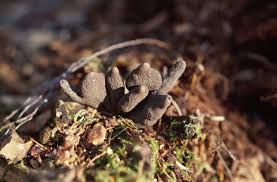 Image result for Xylaria polymorpha