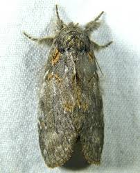 Image result for Pellaea angulosa