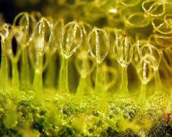 Image result for Salvinia hastata