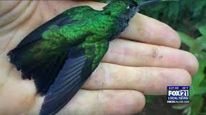 (i have four kids that require daily feedings and that's about all i can handle, ha! Animal Answers Dirty Feeders Are Killing Hummingbirds Fox21online