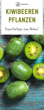 Kiwibeeren Pflanzen Experten Tipps Zum Anbau Von Mini Kiwis Die Mini Kiwi Liegt Voll Im Trend Wir Zeigen En 2020 Jardin De Legumes Jardinage Bio Entretien Du Jardin