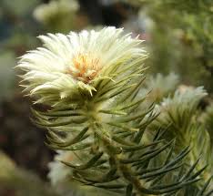 Image result for Phylica