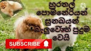 We did not find results for: Pomaneriyan Dogs Subscribe Sri Lanka Pets Lovers Youtube
