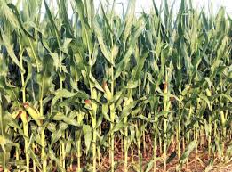 Image result for Zea mays