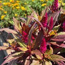 500 Red Garnet Amaranth Seeds Honest Seed Co Plants Herb Seeds Seeds
