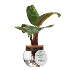 Image result for Congolanthus