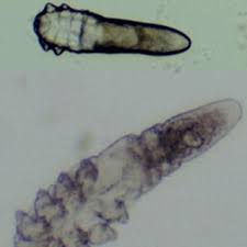 Image result for Demodex brevis