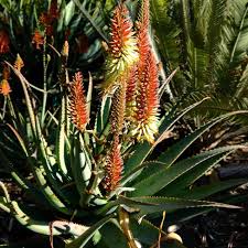 Image result for Aloe wildii