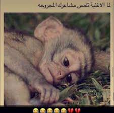 funny arabic quotes funny words comedy pictures