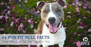 11 Fun Pit Bull Facts They May Just Be The Dog For You Central California Spca Fresno Ca 11 Fun Pit Bull Facts They May Just Be The Dog For You