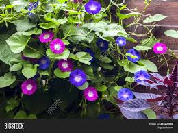 Morning glory on wooden fence. Purple Blue Morning Image Photo Free Trial Bigstock
