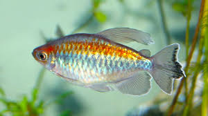 From translingual tetragonopterus, an obsolete genus that included these fish. Congo Tetra Fish Species Profile