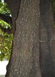 Image result for Mimusops kummel