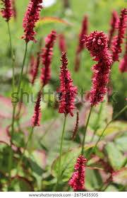 Image result for Persicaria amplexicaule